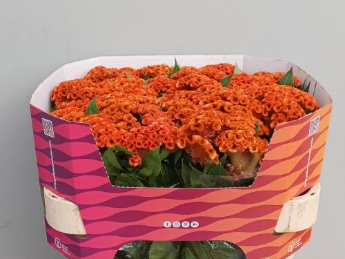 Celosia argentea Cristata Grp Extreme Orange