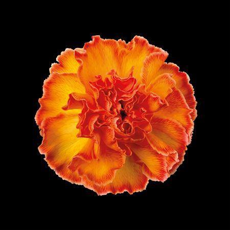 Dianthus standaard kleurbehandeld H%