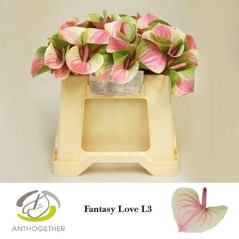 Anthurium Andreanum Grp 'Fantasy Love'