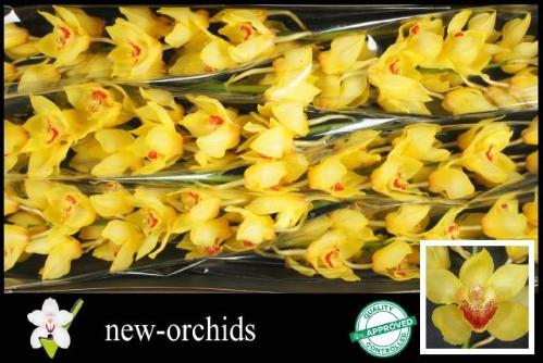 Cymbidium grootbloemig per tak A Su 'Golden Fleece'