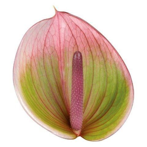Anthurium Andreanum Grp Peruzzi