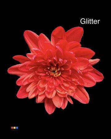 Chrysanthemum Indicum Grp tros kas kleurbehandeld H%