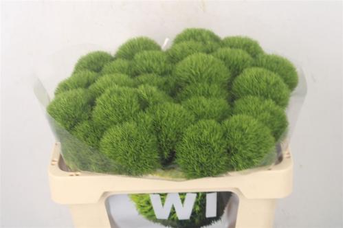Dianthus barbatus Kiwi Mellow
