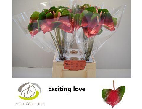 Anthurium Andreanum Grp Exciting Love
