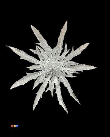 Eryngium alpinum kleurbehandeld H%