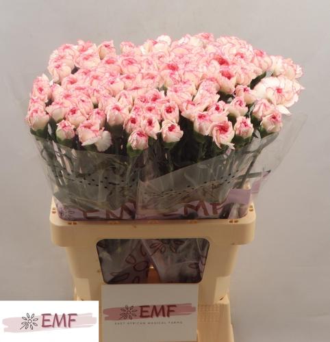 Dianthus standaard 'Pastel Damascus'