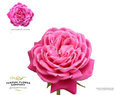 Rosa grootbloemig overig