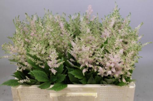 Astilbe Japonica Grp 'Europa'
