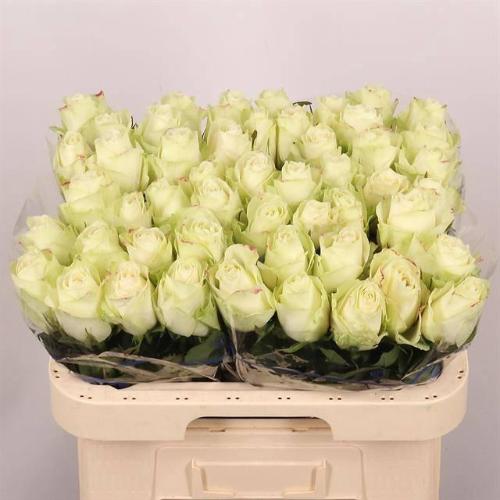 Rosa grootbloemig Athena