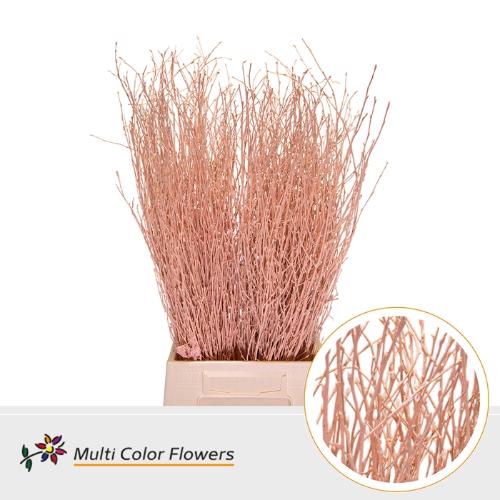 Betula kleurbehandeld H%