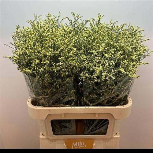 Limonium sinensis China Yellow