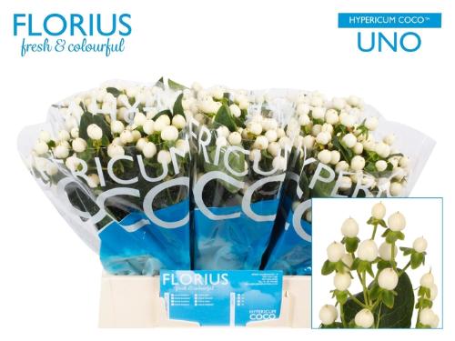Hypericum Coco Uno