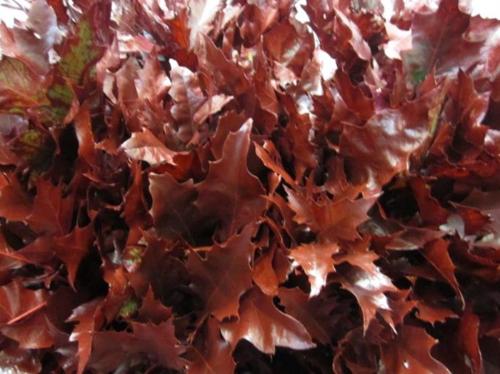 Quercus rubra kleurbehandeld H%