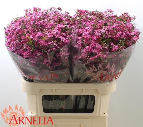 Chamelaucium 'Purple Rain'
