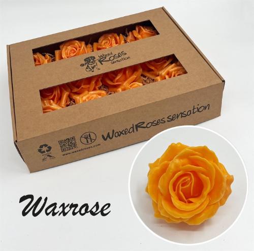 Rosa grootbloemig gewaxt H%