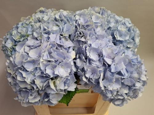 Hydrangea macrophylla 'Verena' (blauw)