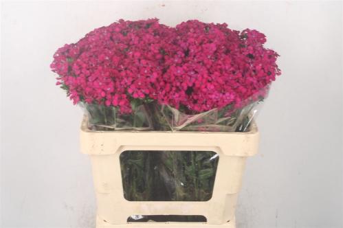 Dianthus barbatus 'Amazon Neon Cherry'
