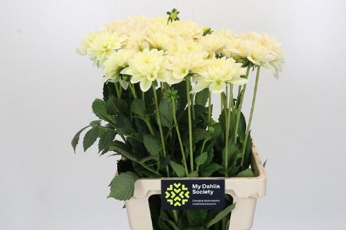 Dahlia (Decorative Grp) 'Champagne'
