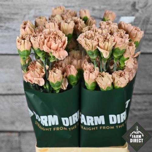 Dianthus standaard overig