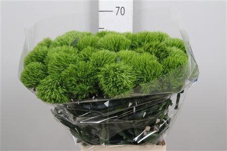 Dianthus barbatus Kiwi Mellow