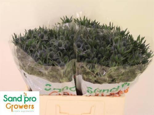 Eryngium Magical Blue Lagoon