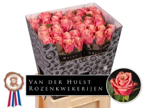 Rosa grootbloemig Adele