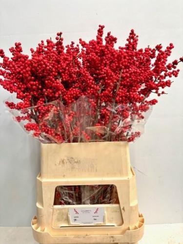 Ilex verticillata Magical Supreme Red