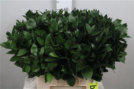 Ruscus hypophyllum (groot blad)