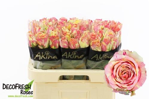 Rosa grootbloemig Fiesta+