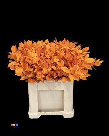 Ruscus kleurbehandeld H%