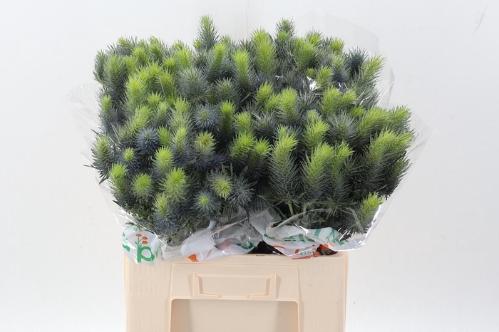 Eryngium alpinum Pacific Blue Sky