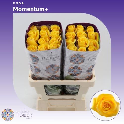 Rosa grootbloemig Momentum+