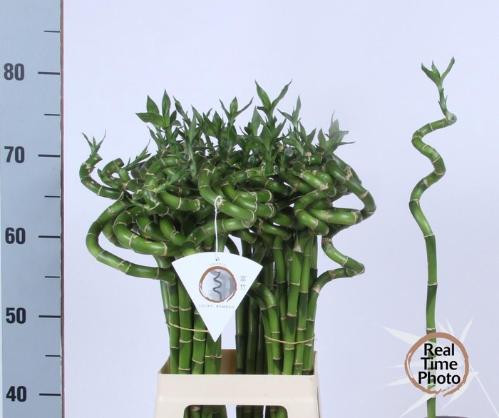 Dracaena sanderiana Lucky Bamboo