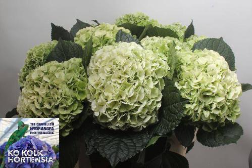 Hydrangea macrophylla Allure (classic)