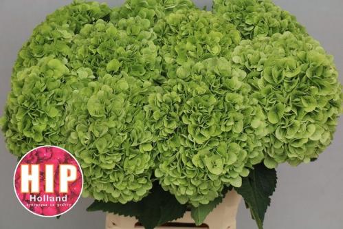 Hydrangea macrophylla 'Cannonball' (classic)