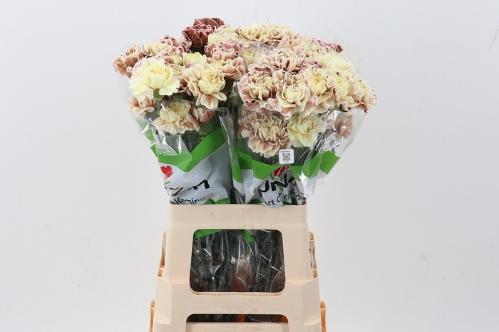 Dianthus standaard kleurbehandeld H%