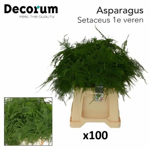 Asparagus setaceus overig