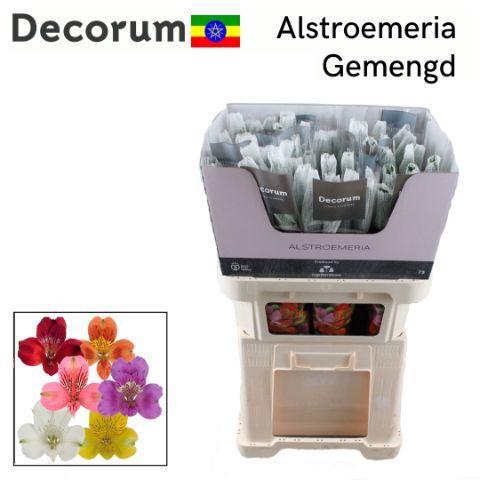 Alstoemeria gemengd in fust
