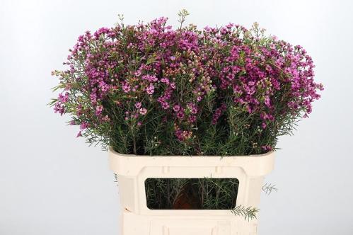 Chamelaucium uncinatum 'Jupiter'