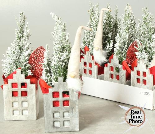 Chamaecyparis lawsoniana 'Ellwoodii'