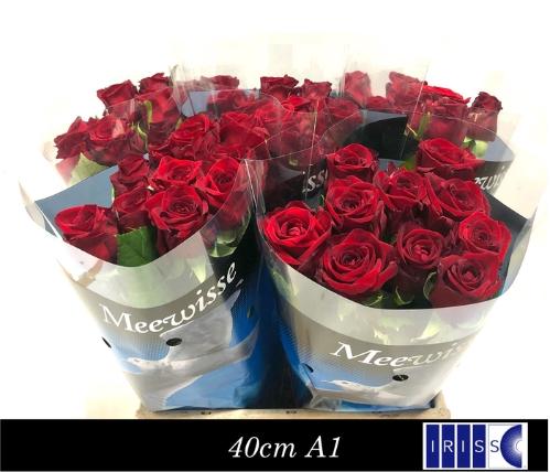 Rosa grootbloemig Red Naomi!