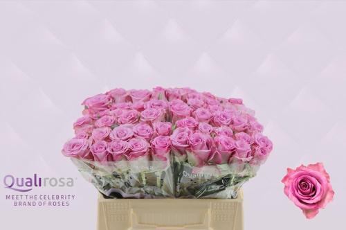 Rosa grootbloemig Thriller