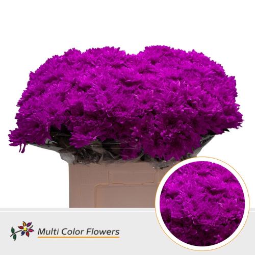 Chrysanthemum Indicum Grp tros kas kleurbehandeld H%
