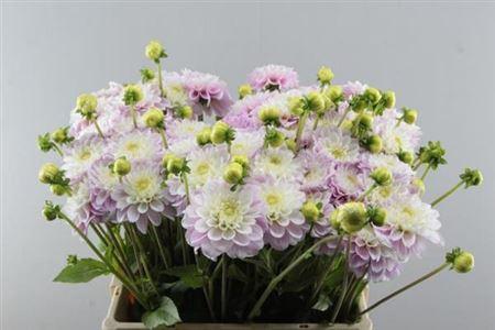 Dahlia Ball Grp 'Sweet Love'