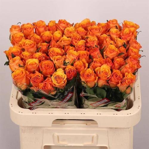 Rosa grootbloemig Yokey Dokey