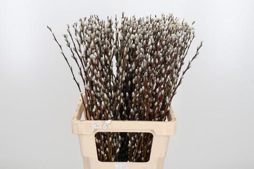 Salix Wilgenkatjes