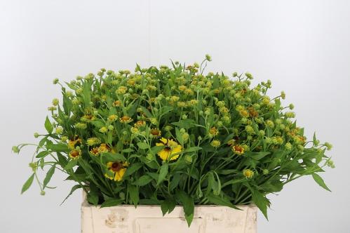 Helenium overig