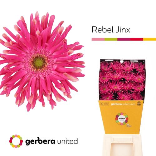 Gerbera grootbloemig krulvormig Rebel Jinx