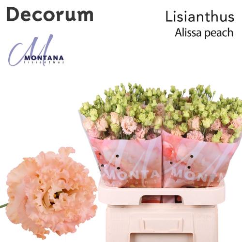 Eustoma russellianum gevuldbloemig 'Alissa Peach'