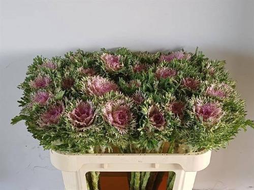 Brassica oleracea 'Crane Frilly'